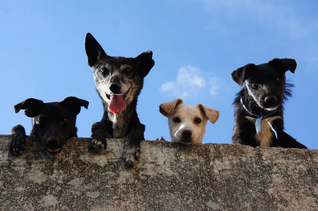Four dogs of different breeds looking over a garden wall against a blue sky
