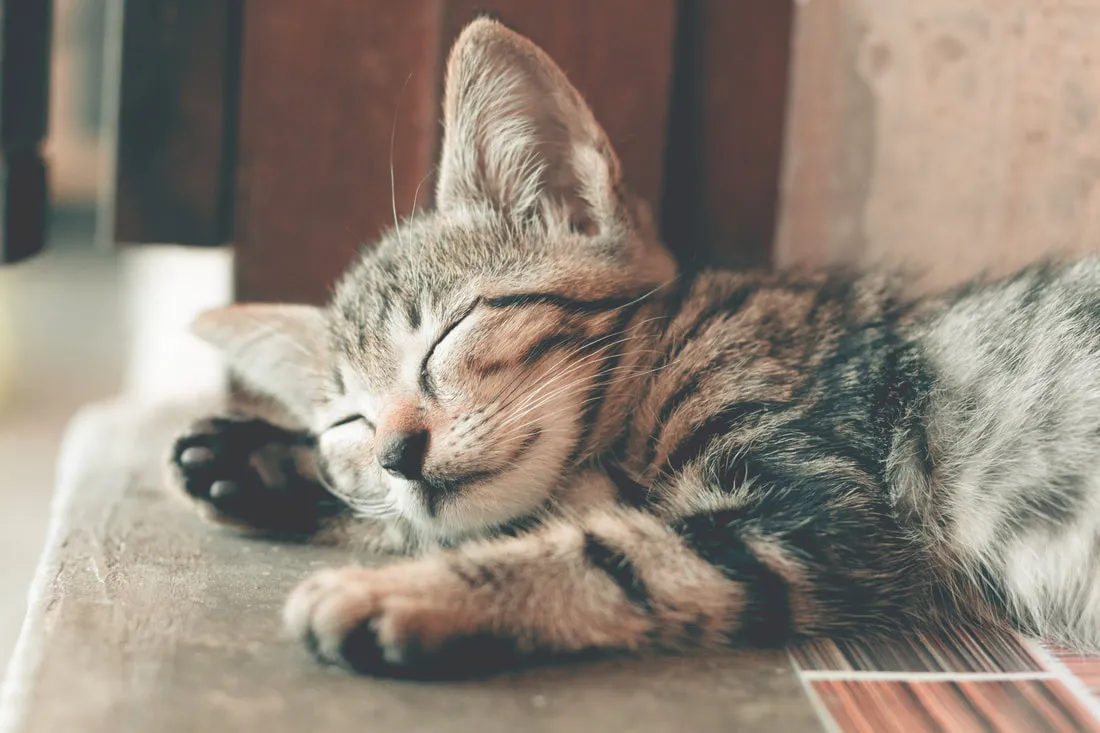 Tabby kitten sleeping peacefully at home during a drop-in cat sitting visit