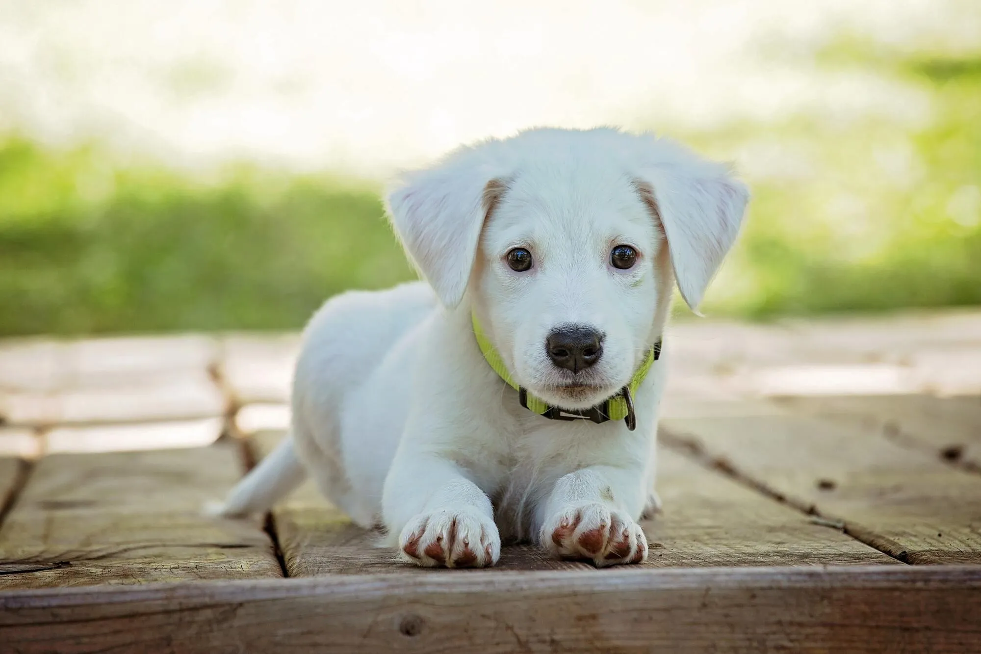 Young white puppy in a green collar lying on decking during a daytime puppy visit