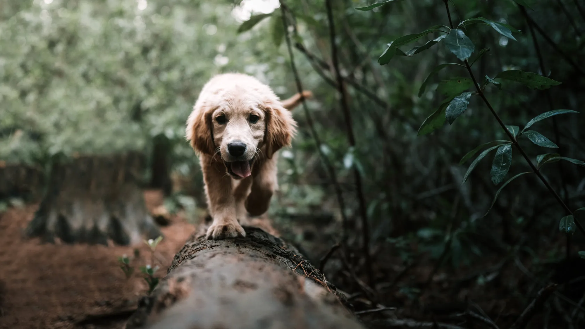 Golden retriever walking along a fallen log on a woodland trail during a group dog walk near Basingstoke