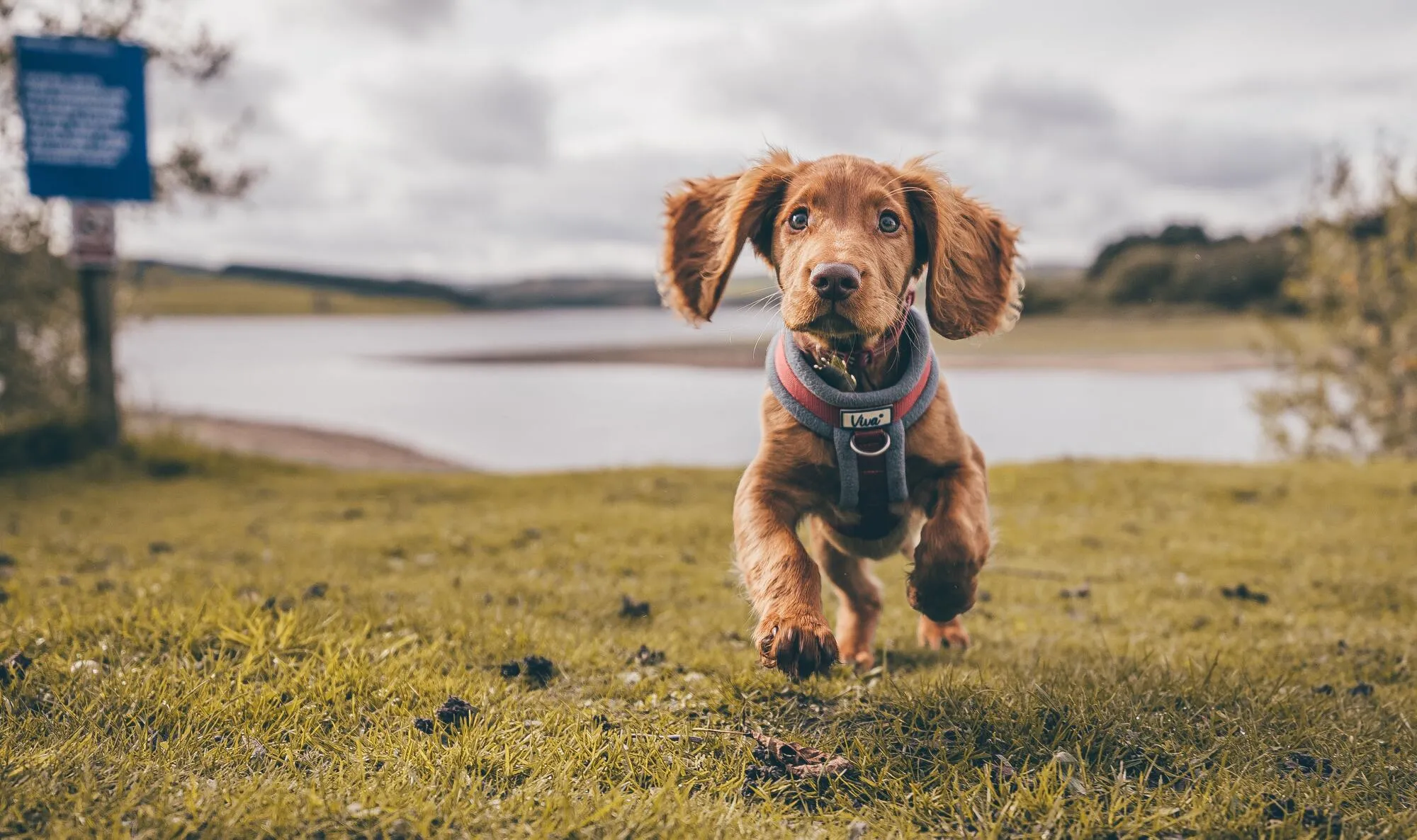 A cocker spaniel running happily across grass beside a lake during a group dog walk near Basingstoke